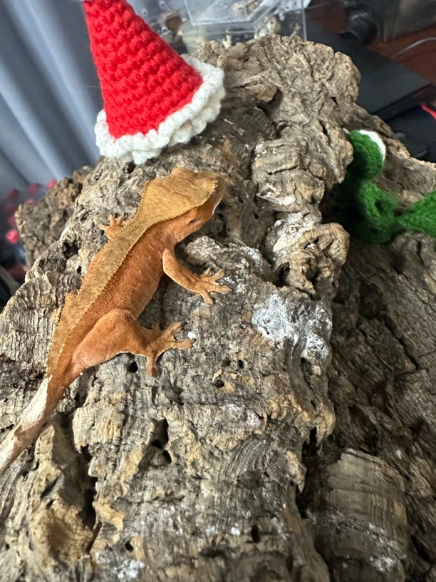 睫角守宫活体链接