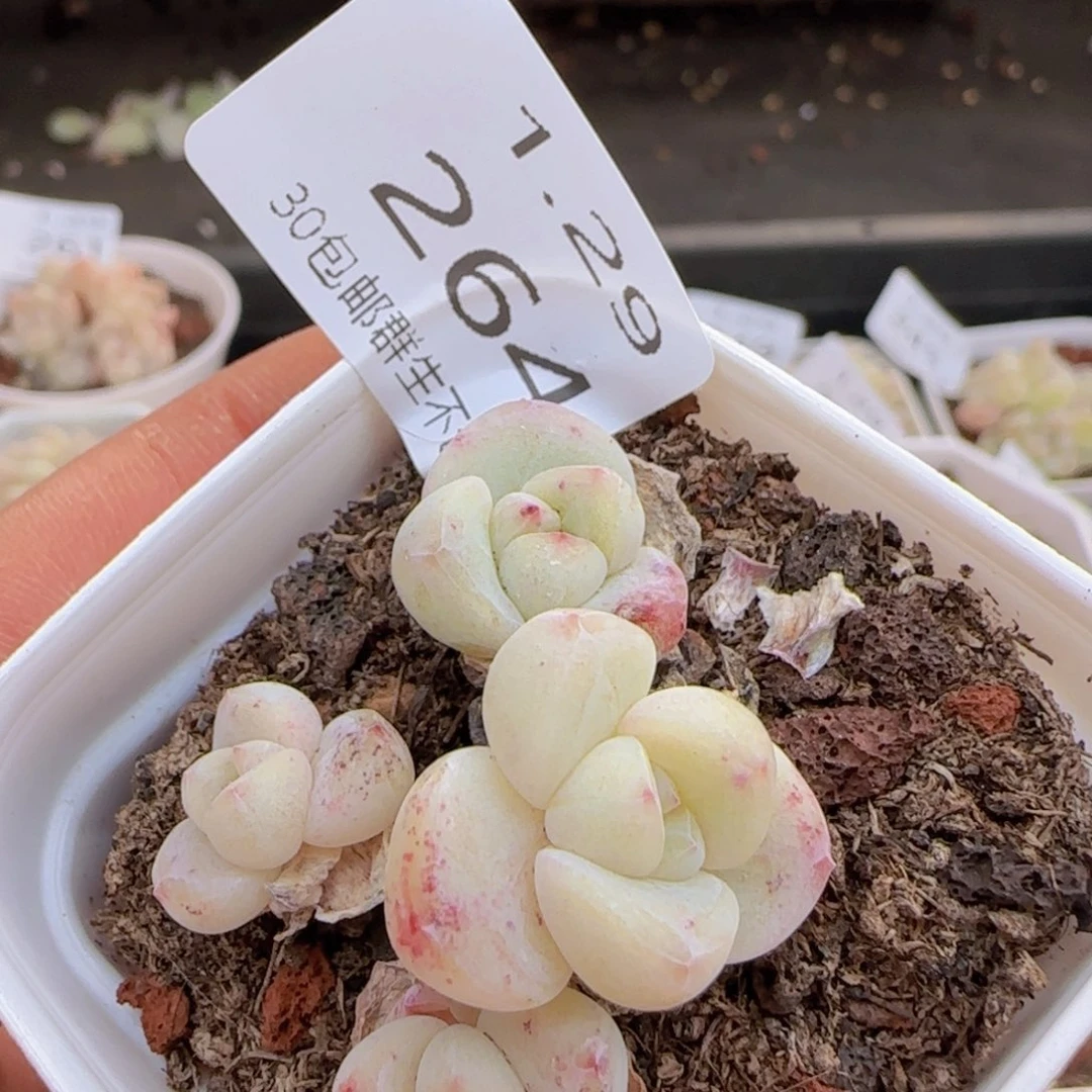 四头冰玉一颗脱土发货