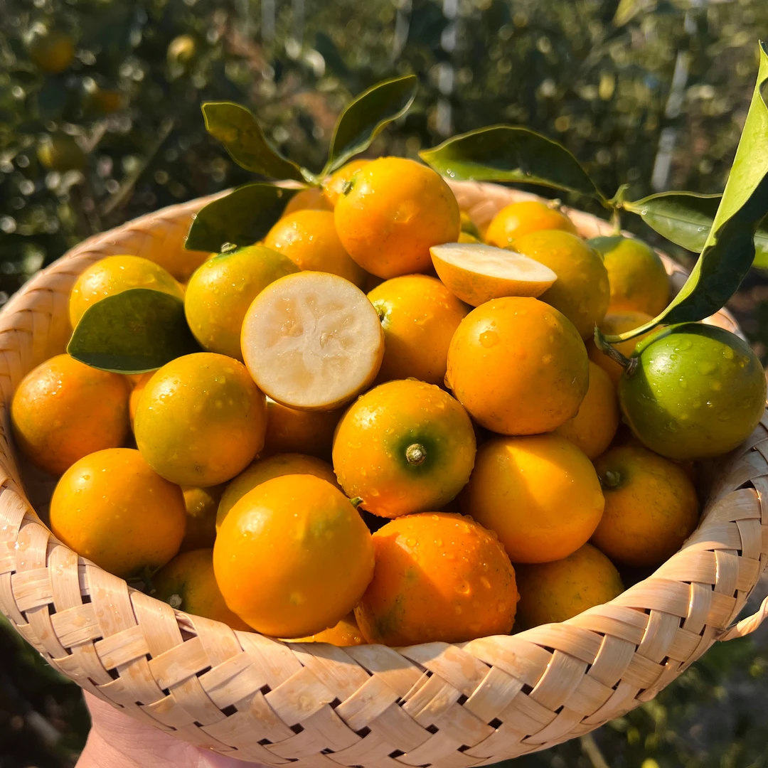 【顺丰】融安滑皮金桔3斤产地直发脆甜脆皮广西金桔薄皮当季新鲜果