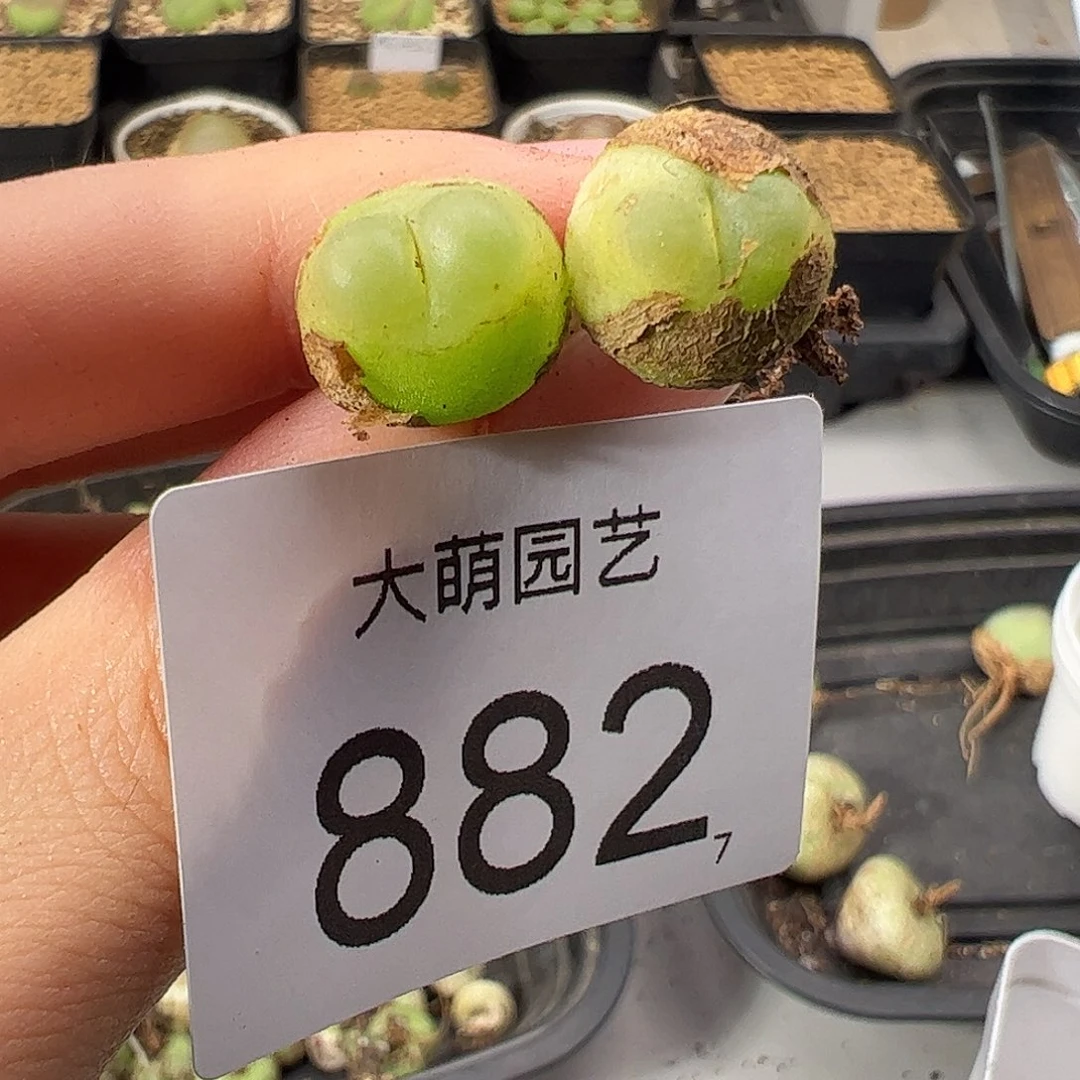 0000882 一物一拍: