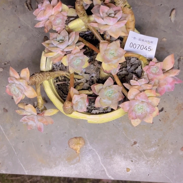 缘***梦多肉一物一拍7045