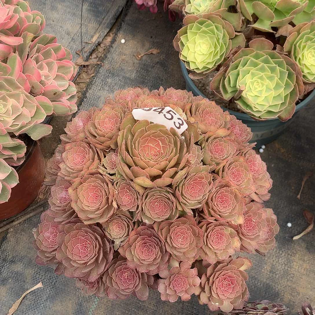 453.红魔多肉植物