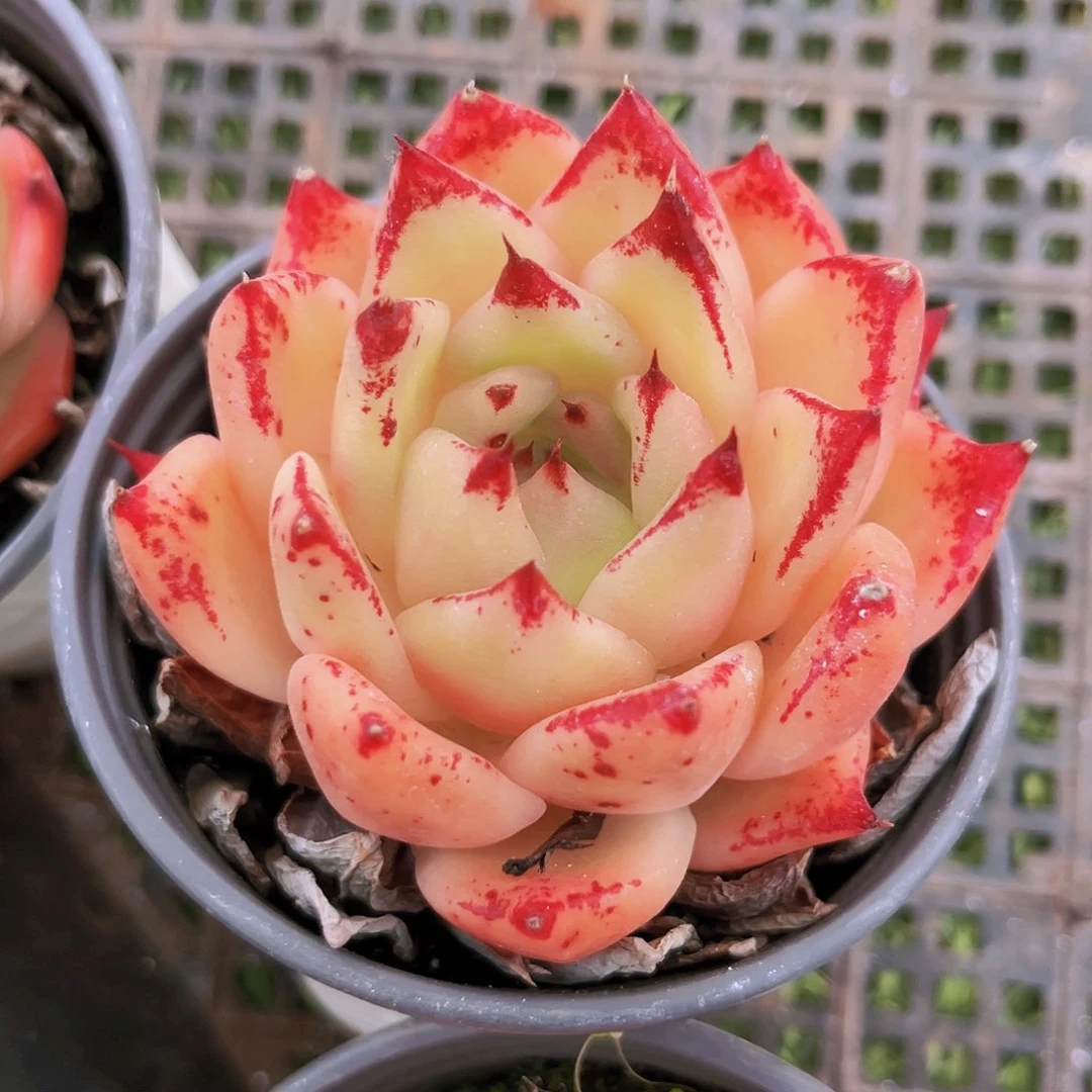 7.5公分899889899989