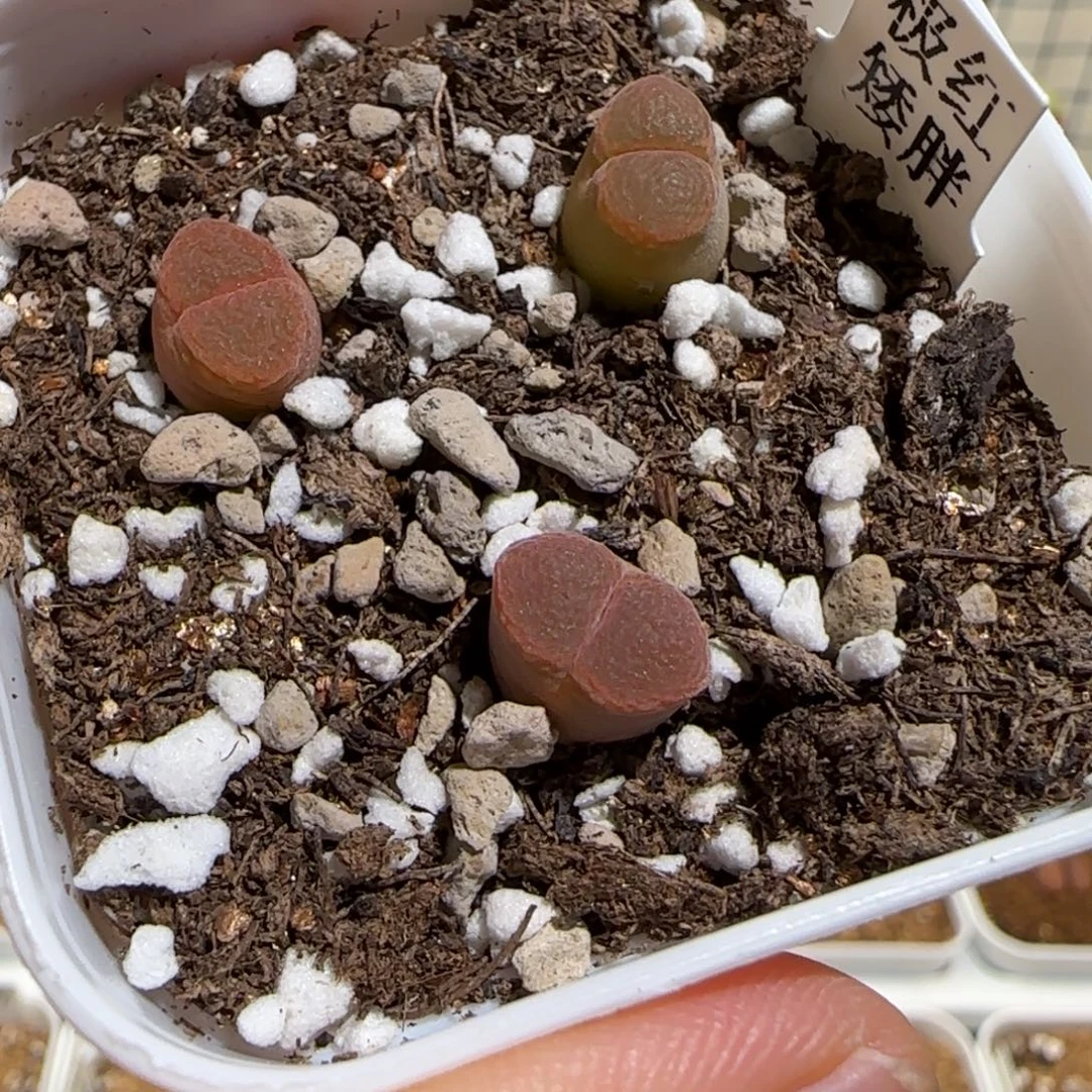 安***甜肉锥多肉植物组合-