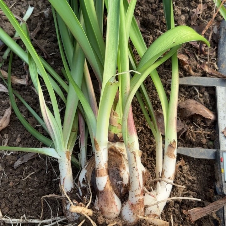 无花朵双梦包对版12号