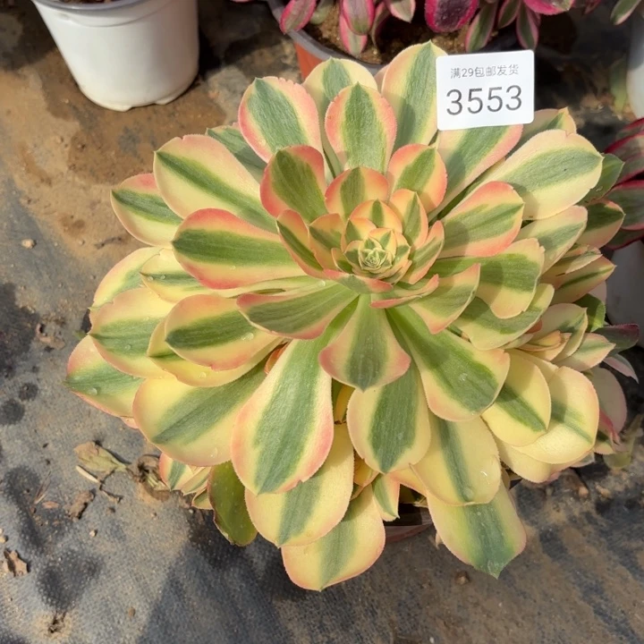 香妃多肉法师3553