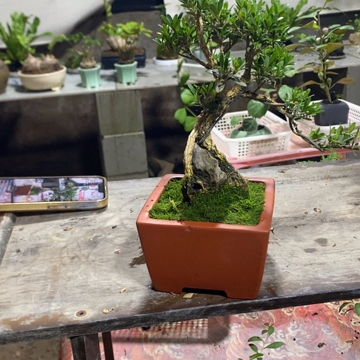 新***昕无花朵一物一拍15