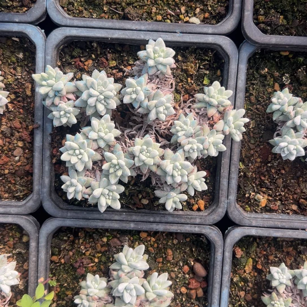 大脸白菊～一物一拍1913