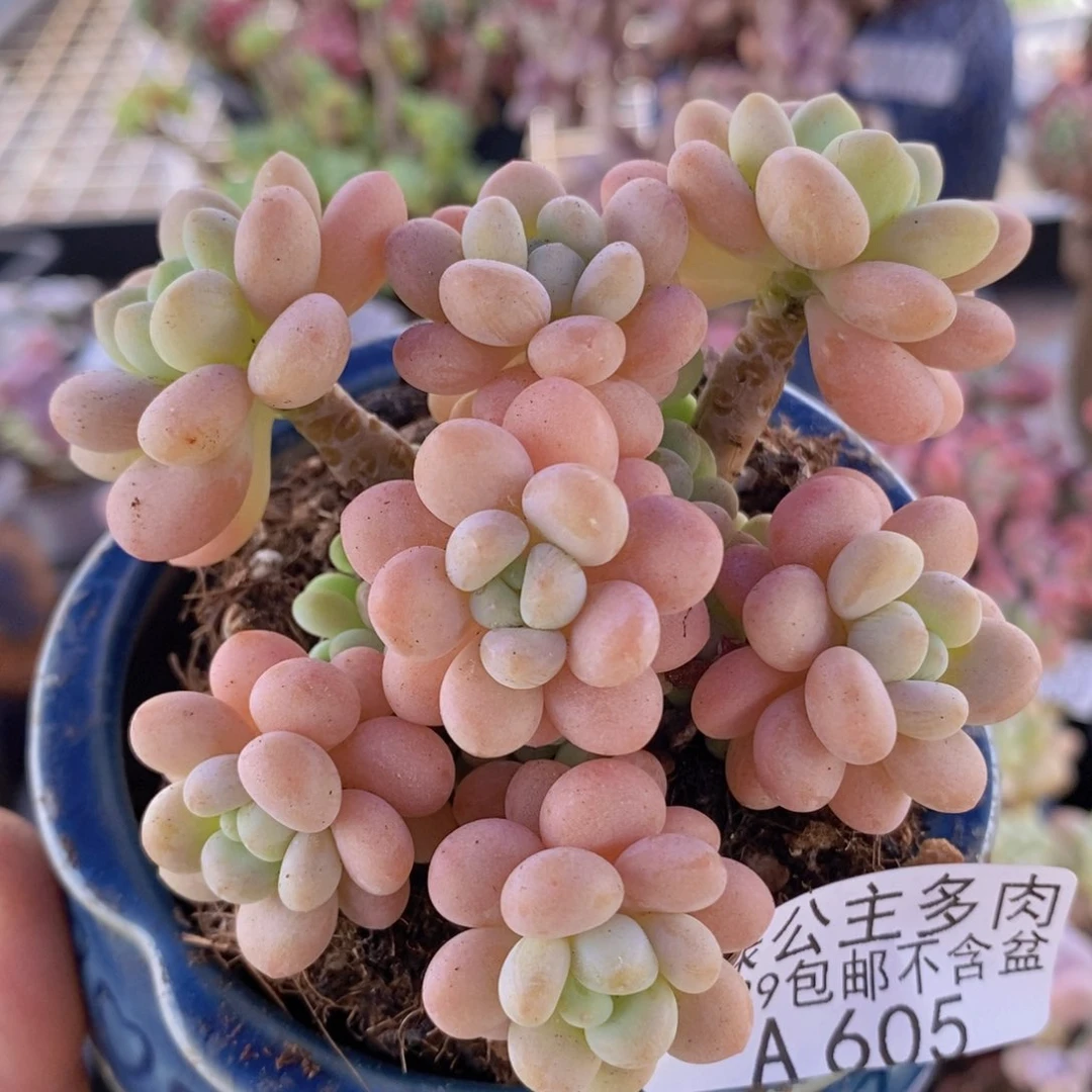 洛可可7cm605多肉植物