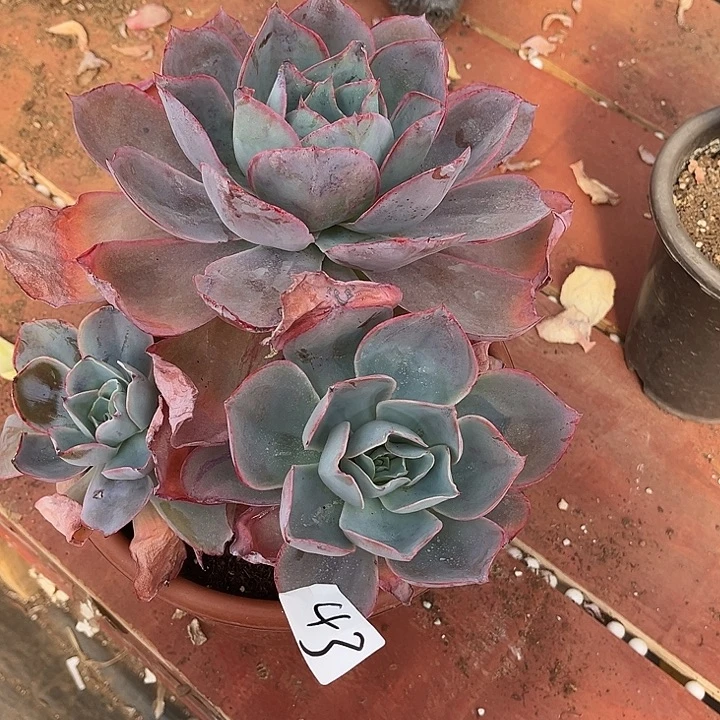 仙***姐肯尼迪43号多肉植物精品