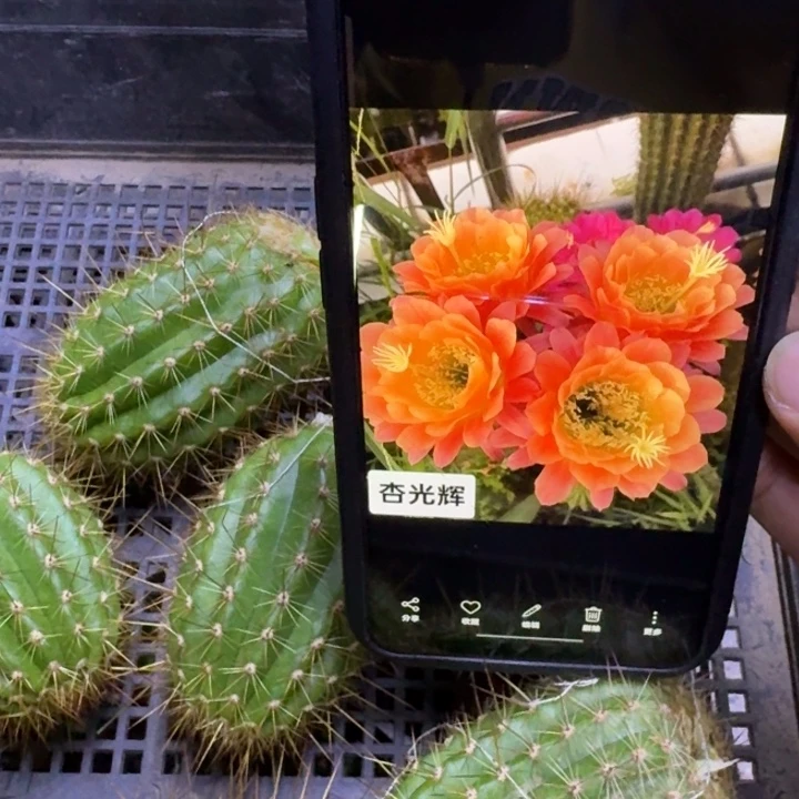 265毛杏光辉歪5公分左右无根侧牙，20包邮