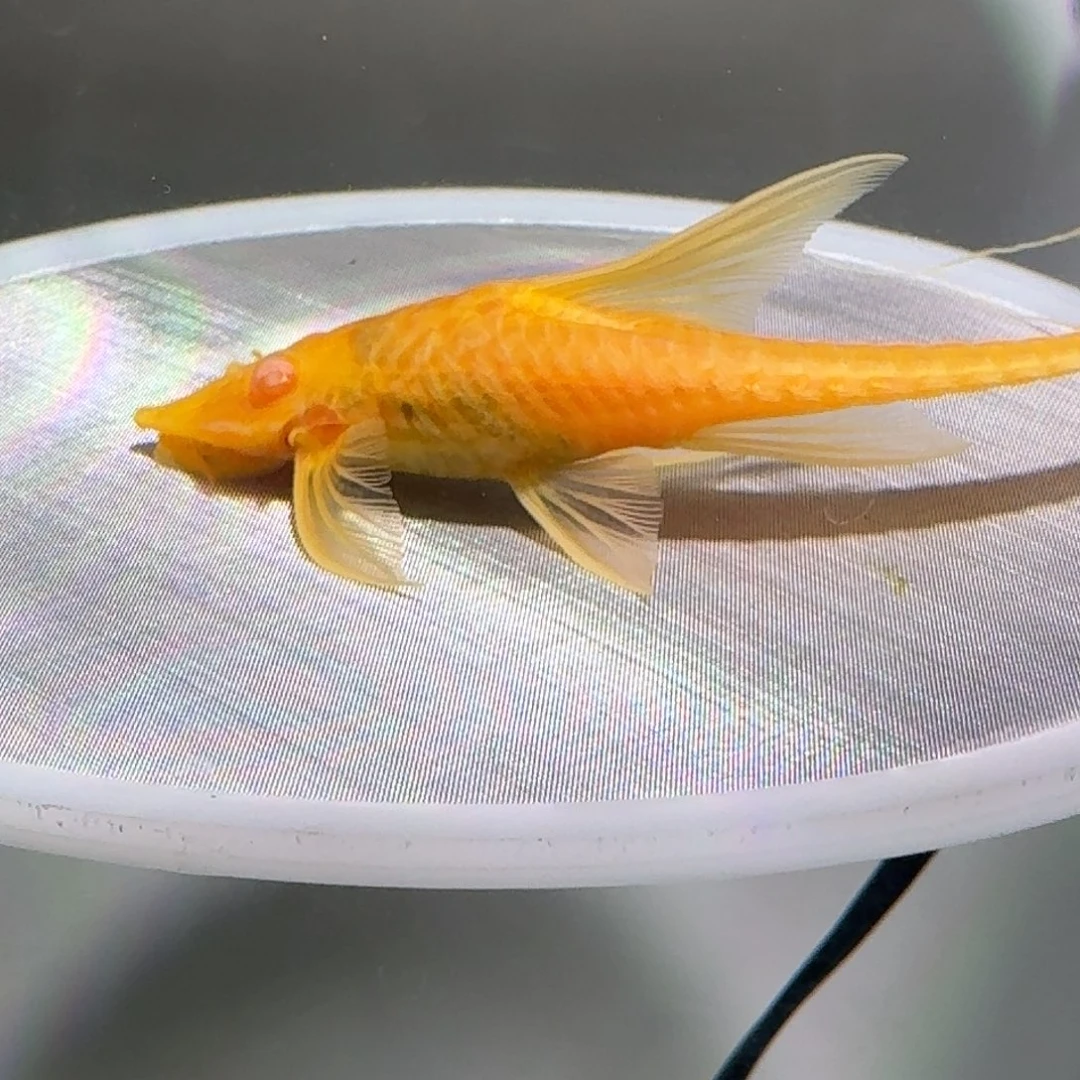 清道夫鱼22号黄化直升机白子