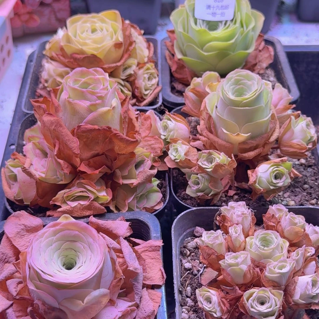 818 一筐一物一拍玫瑰