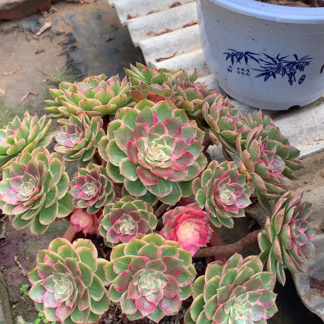 厚叶莲花座，多肉植物