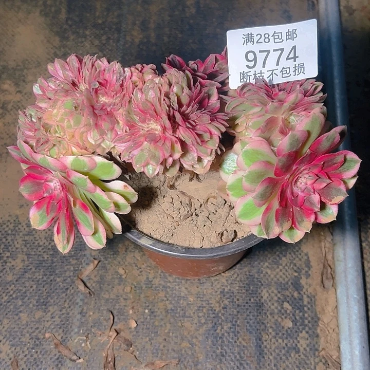 9774倾城缀多肉植物