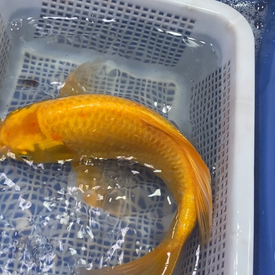 锦鲤冷水锦鲤包邮