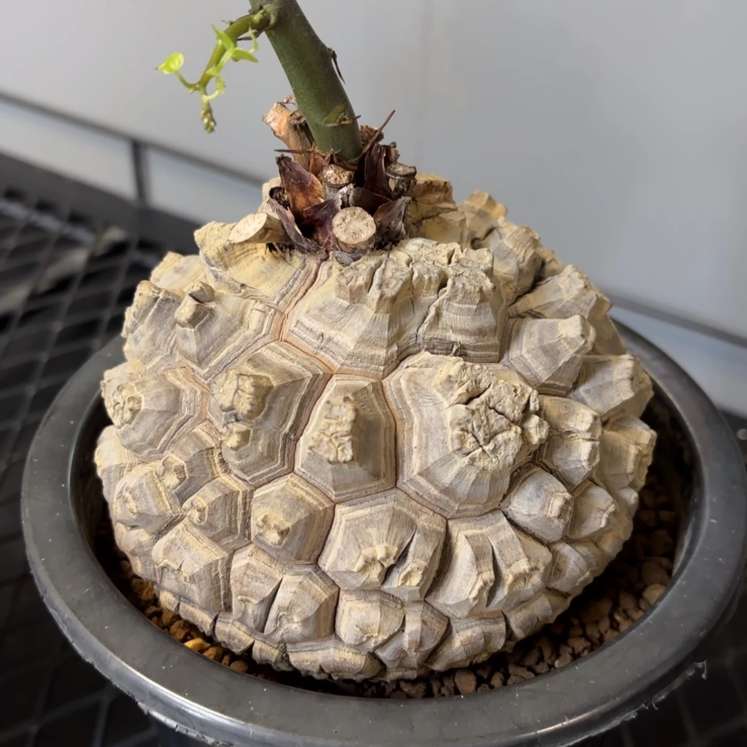 6号龟甲龙带盆包邮