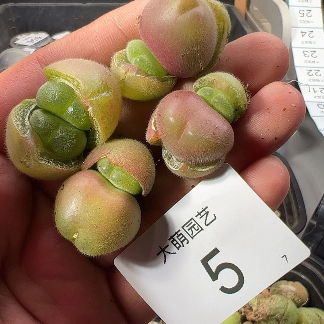 00005 一物一拍……