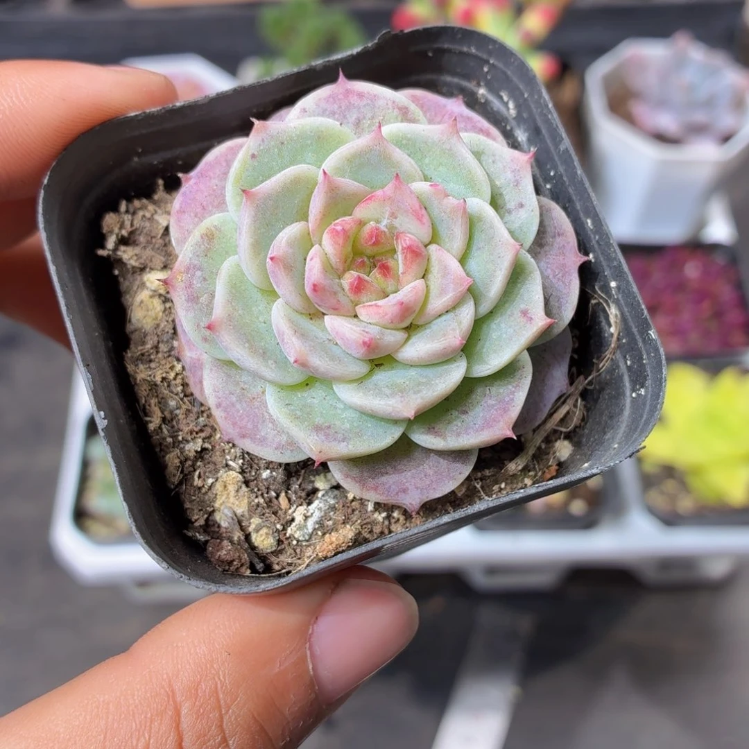 天鹅绒多肉9.9包邮发货