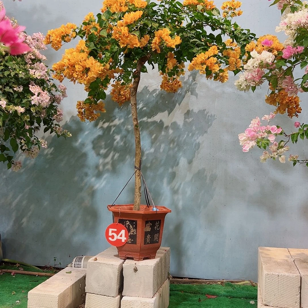 果***果完全开放三22222222