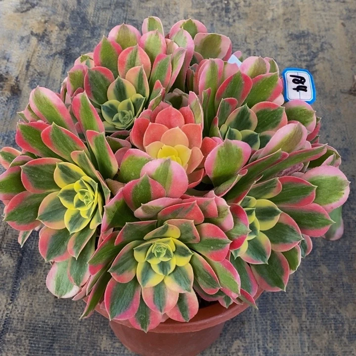 184绿体女巫多肉法师