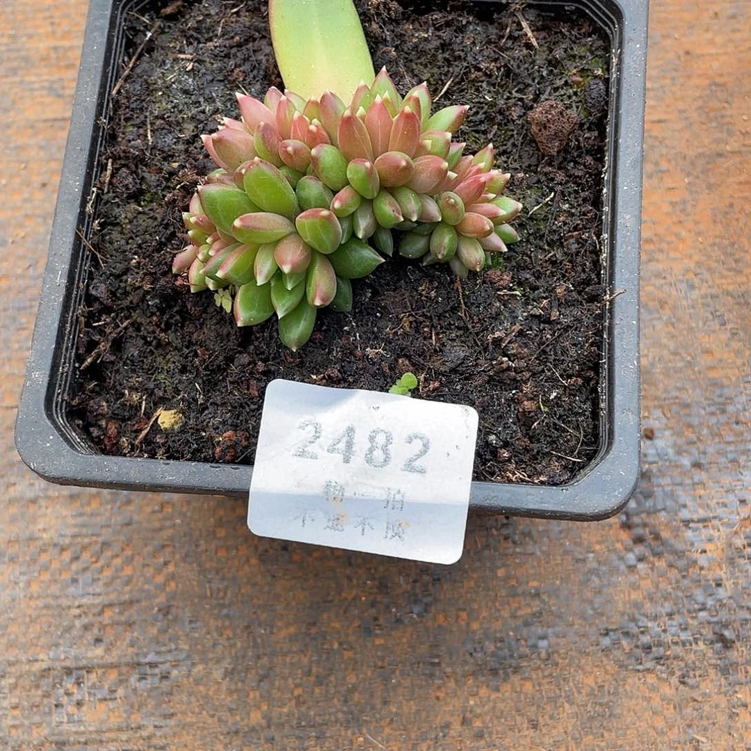 *****柏拉图小缀2482号寄养