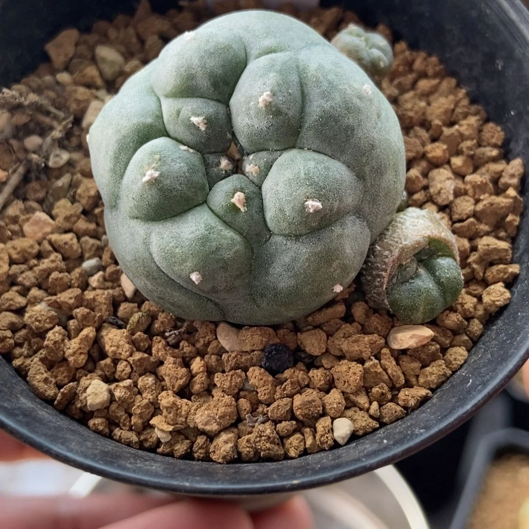 萝卜根的子吹乌带盆