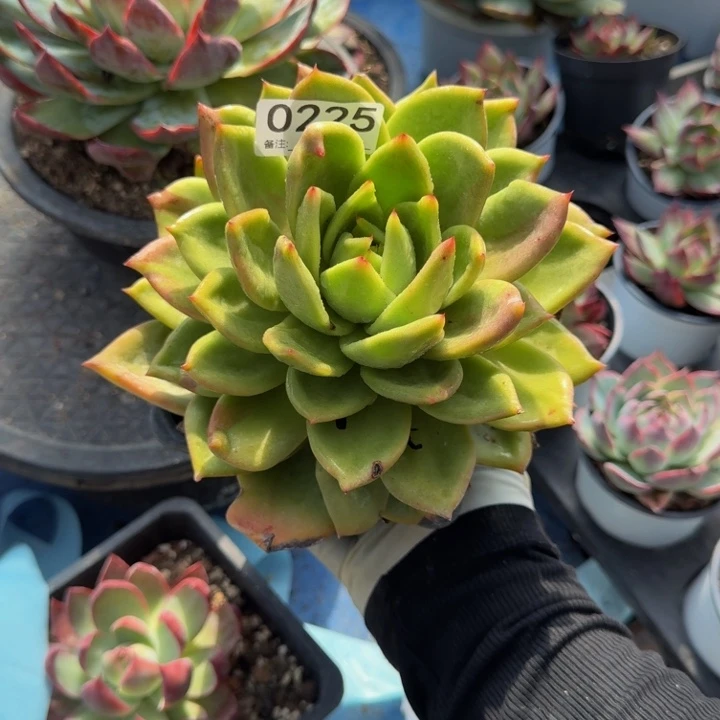书***影翠花 225...........