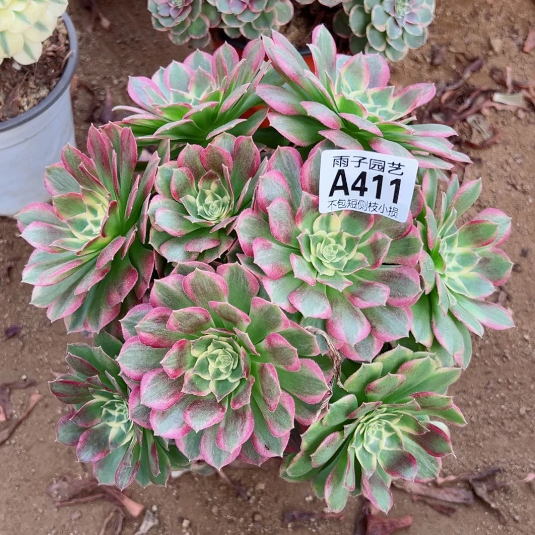 411海王尺寸20左右