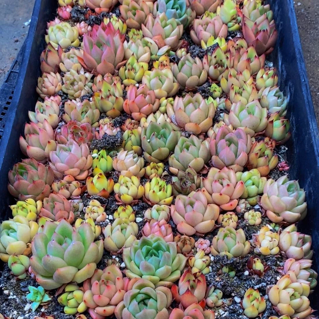 621多肉植物保护研究所所长