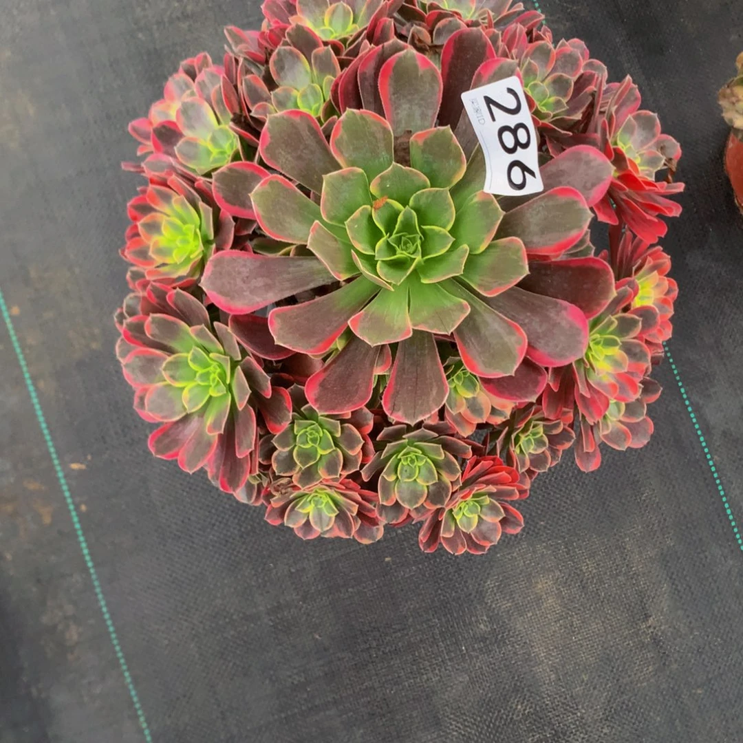 “***”法师多肉植物286金丝缺