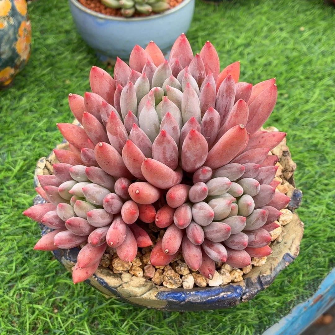 多肉植物 所罗门-4