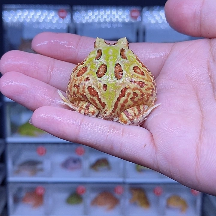 特价秒杀特价原价