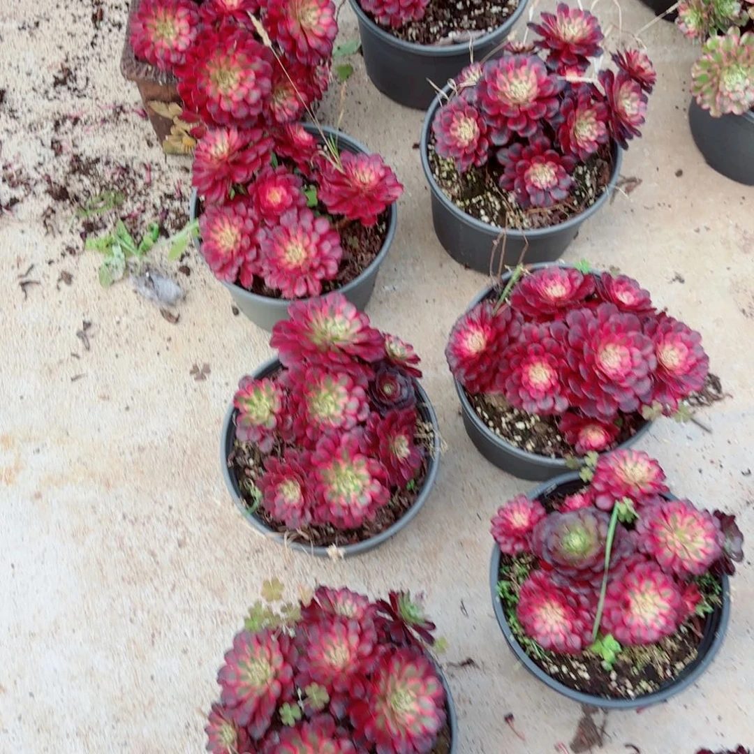 粉冠园艺月婵福利量拍