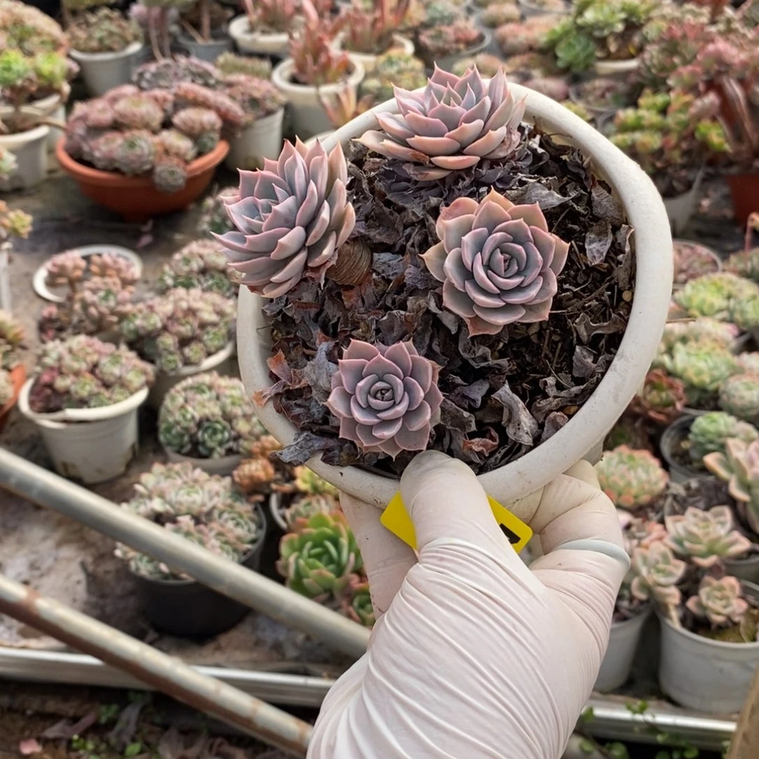 267薄叶pinky一物一拍