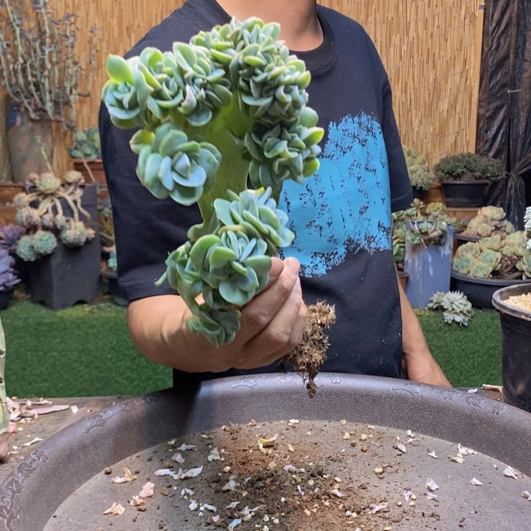 三*?258 号可爱玫瑰