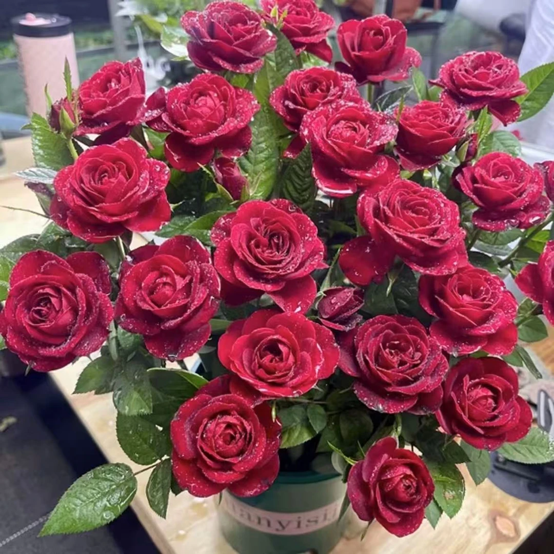 【中国红】1加仑盆多棵扦插月季花花卉绿植盆栽花卉直播四季开放