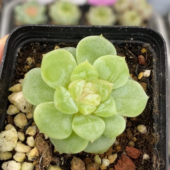 小陶的多肉 小精控 1007