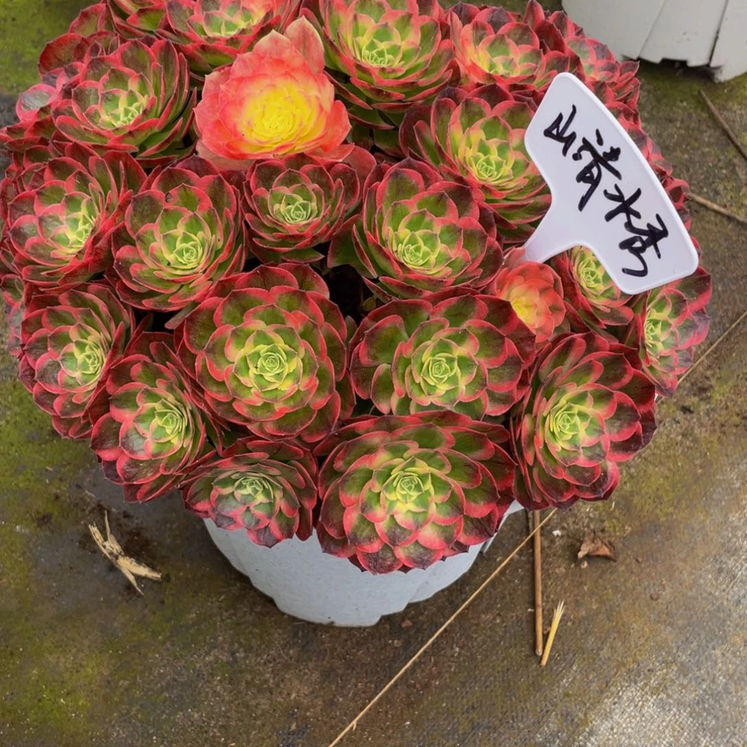 山***秀【通用】万圣节系列群生多肉植物万老桩大手捧精品多肉