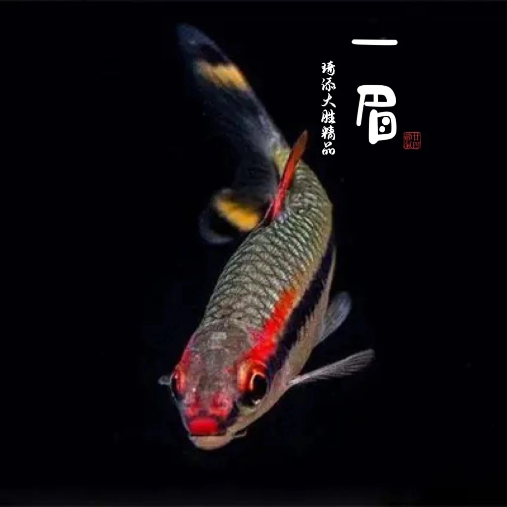 一眉道人灯鱼观赏鱼