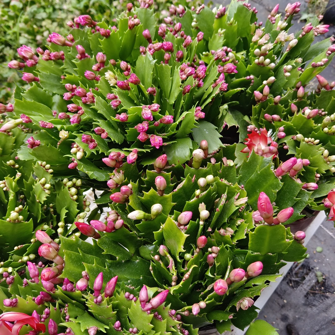 带花苞，蟹爪兰，阳台花卉