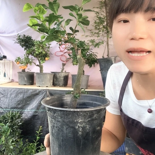 无花朵中国红。