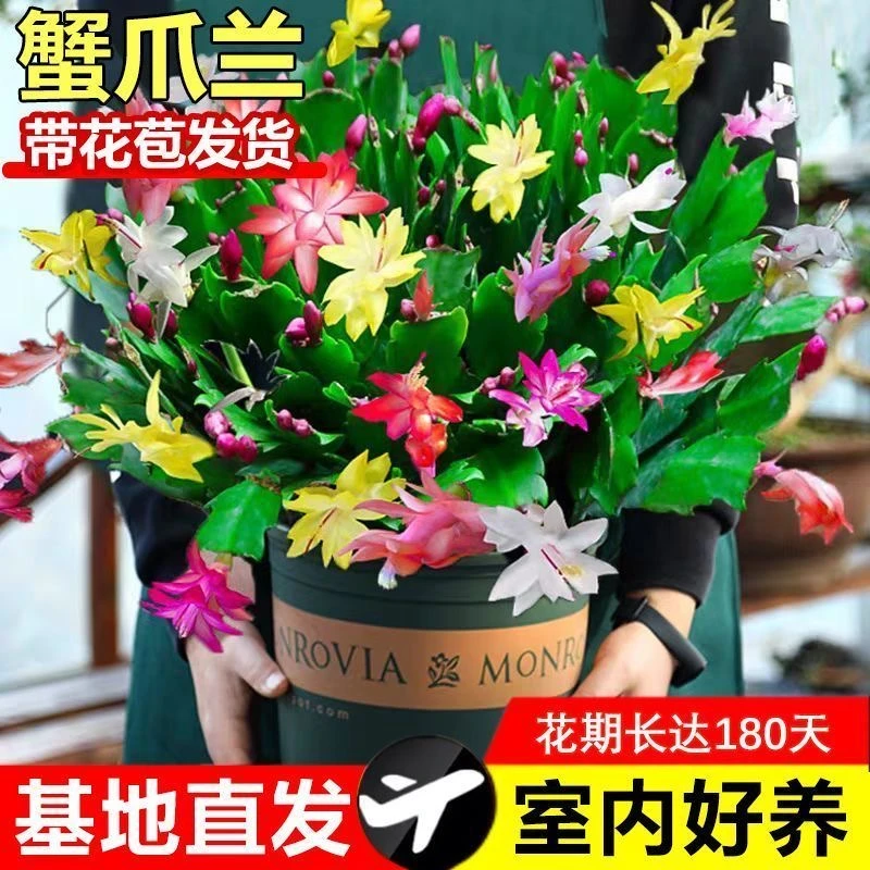 【带花苞】多色进口蟹爪兰大苗盆栽带根室内阳台好养花卉四季开花