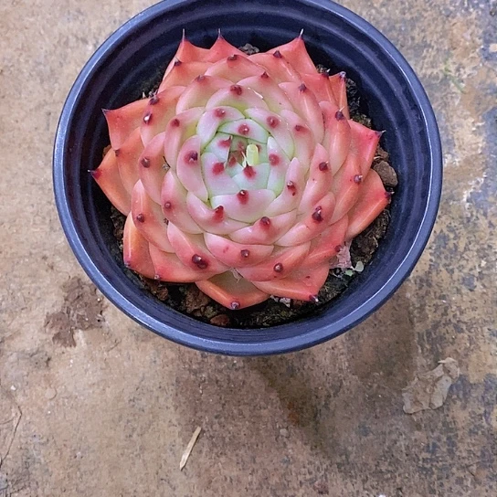 傻*罗拉多肉植物