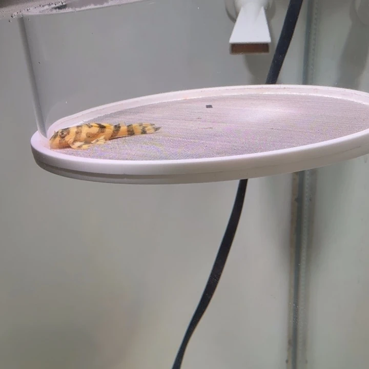 海水鱼6号皇室333