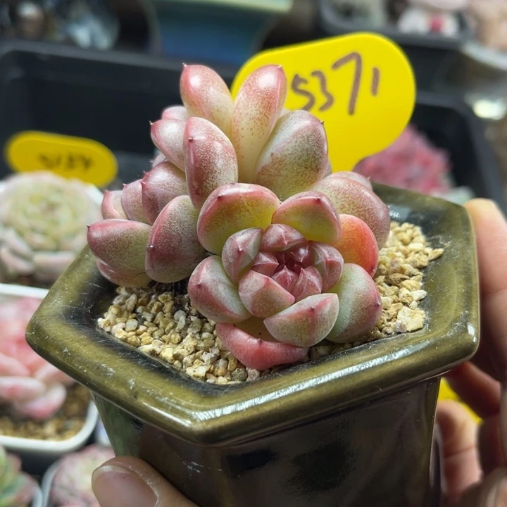 夜明珠珍妮3头群5371