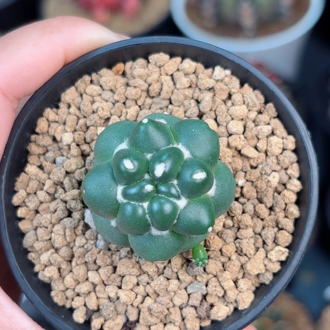 泰系米哈无刺象牙小时候99