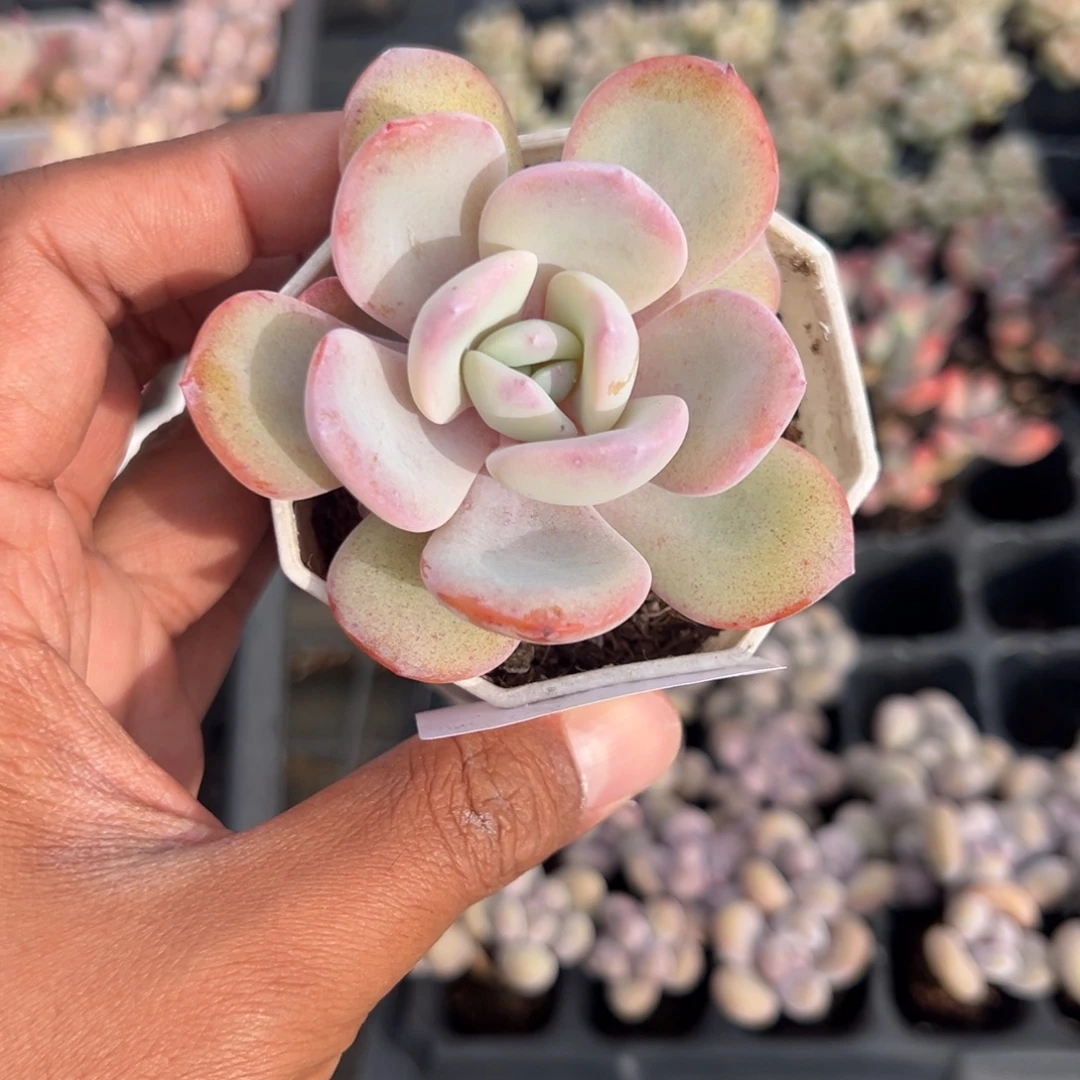 082号韩版奶茶一物一拍满18包邮满26送一颗多肉