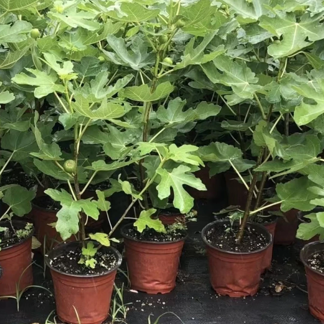 波姬红斯特拉金傲芬无花果树苗可盆栽地栽花园植物