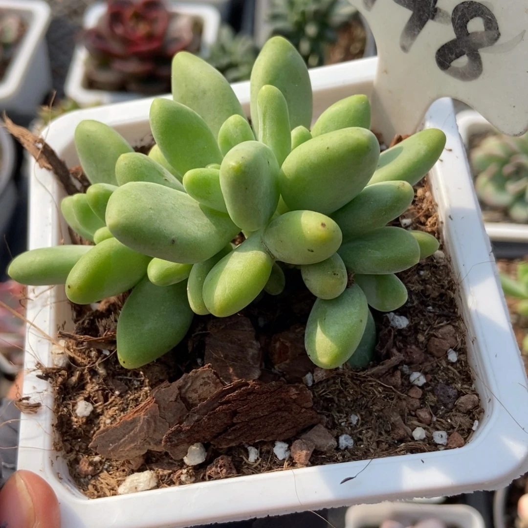 948芒果美人多肉植物多肉